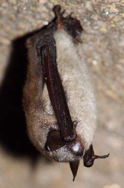 WNS in Endless Cave, 2011