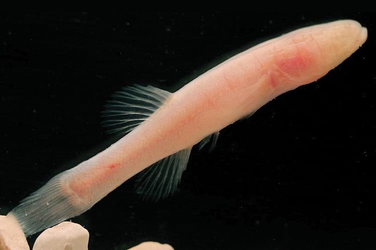 Hoosier Cavefish