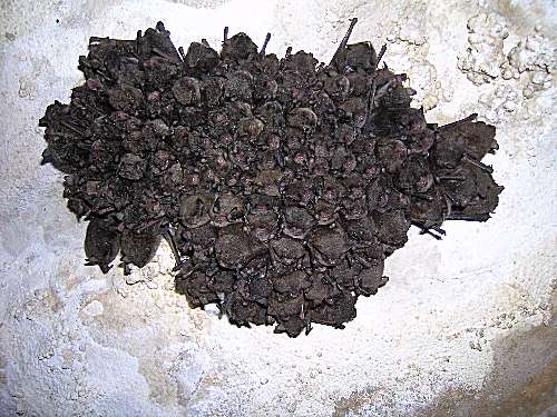 Bat Cluster