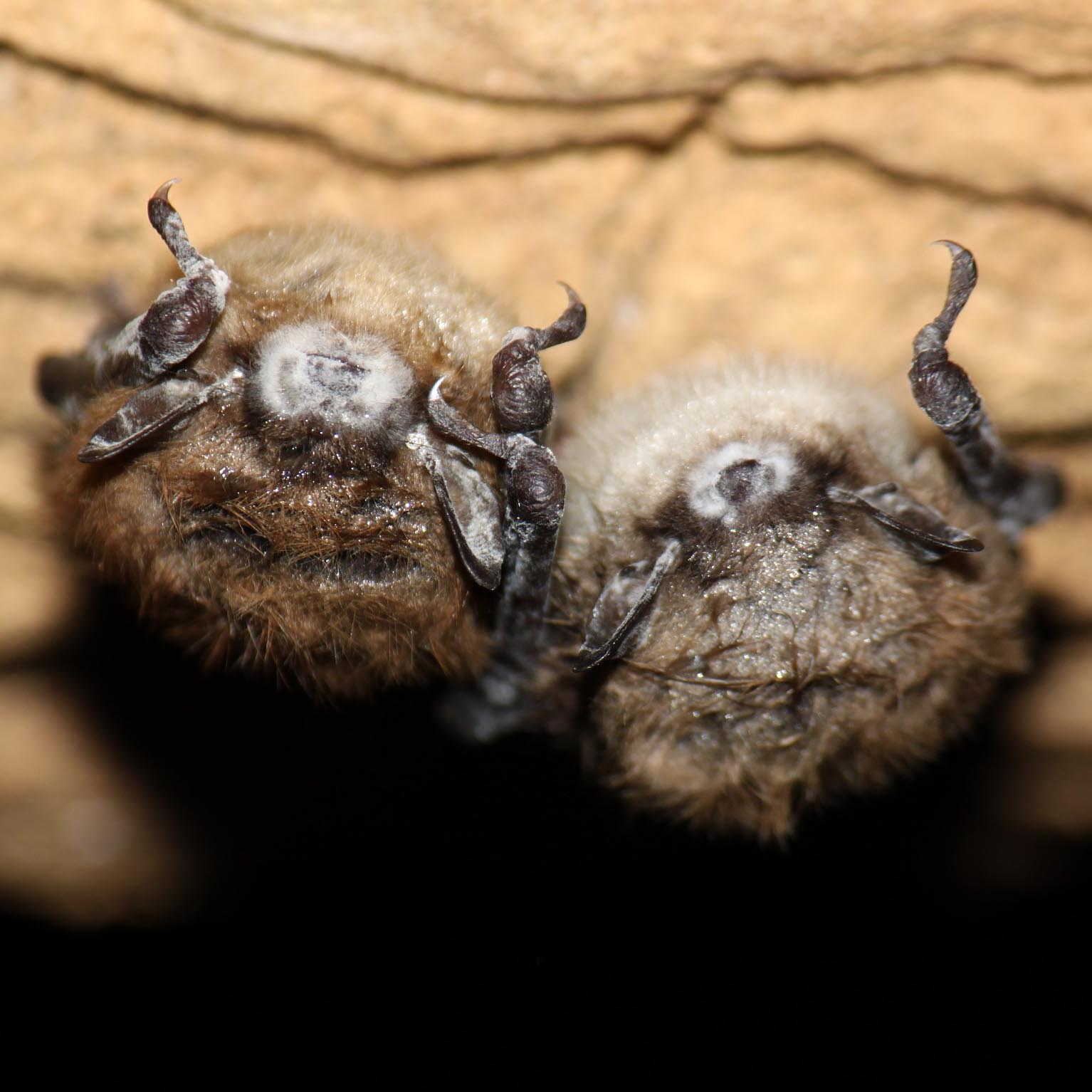 Infected bats in Endless Cave