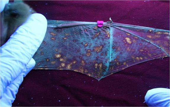 Fungus spots on a bat wing