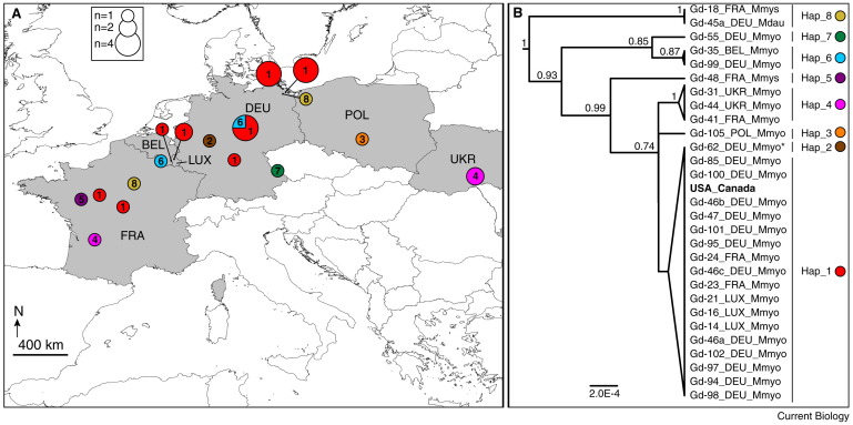 Map of fungus strains in Europe