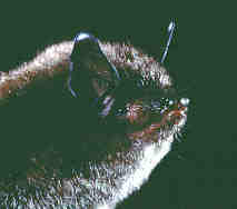 Profile of a bat