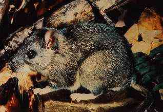 Allegheny Woodrat